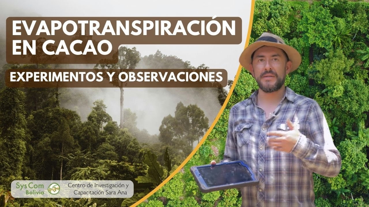 Evapotranspiración en cacao: Experimentos y observaciones