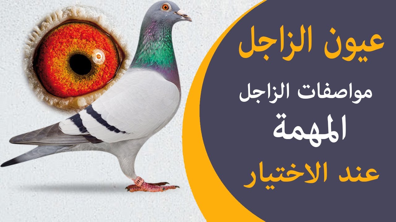 ثلاث مواصفات لمعرفة الزاجل  أصلي ام لا - بسيطة جدا