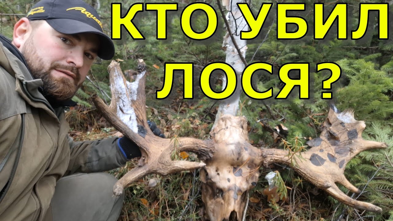 Охота на медведя, лося, жизнь в таёжной избе
