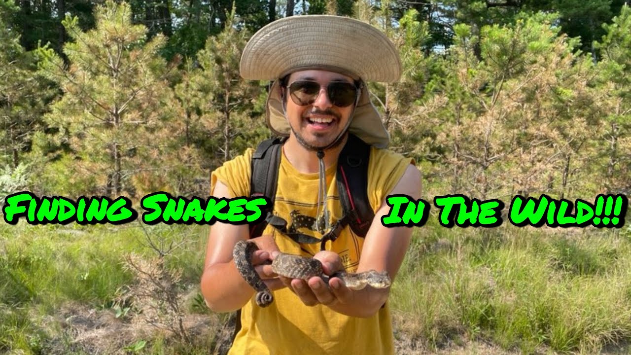 How To Find Snakes In The Wild