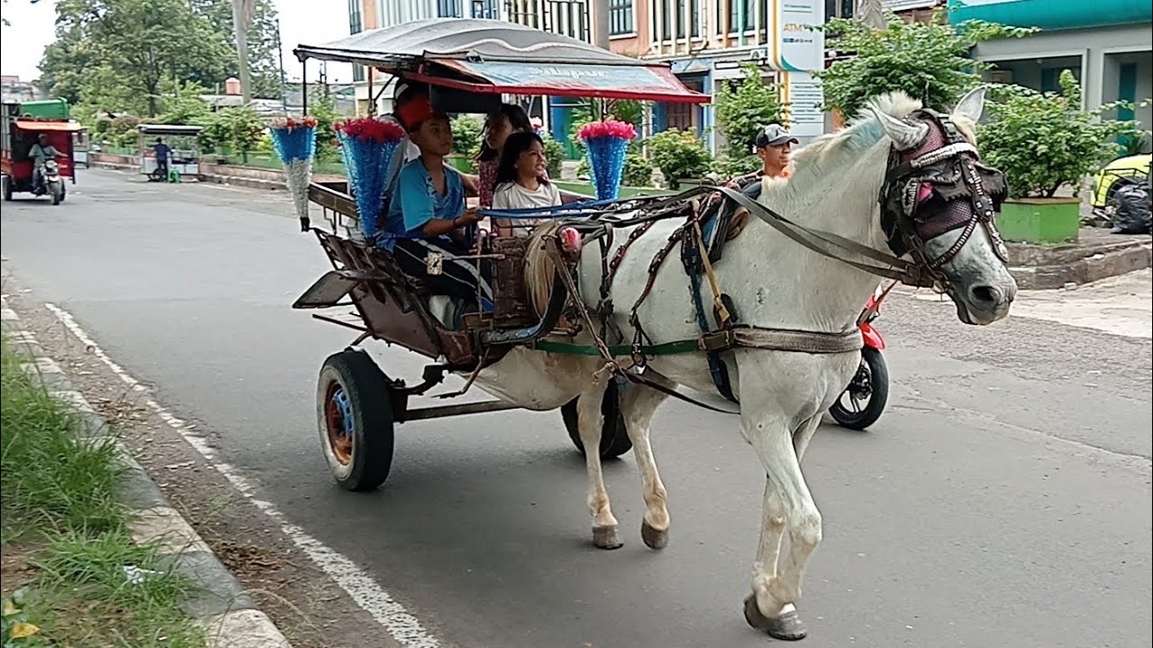 Lagu anak indonesia🦓satu satu aku sayang ibu🦓lagu anak balita.