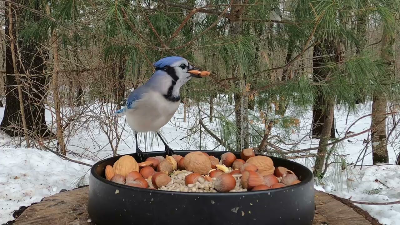 Blue Jays, Titmouse, Chickadee, Dark-eyed Juncos