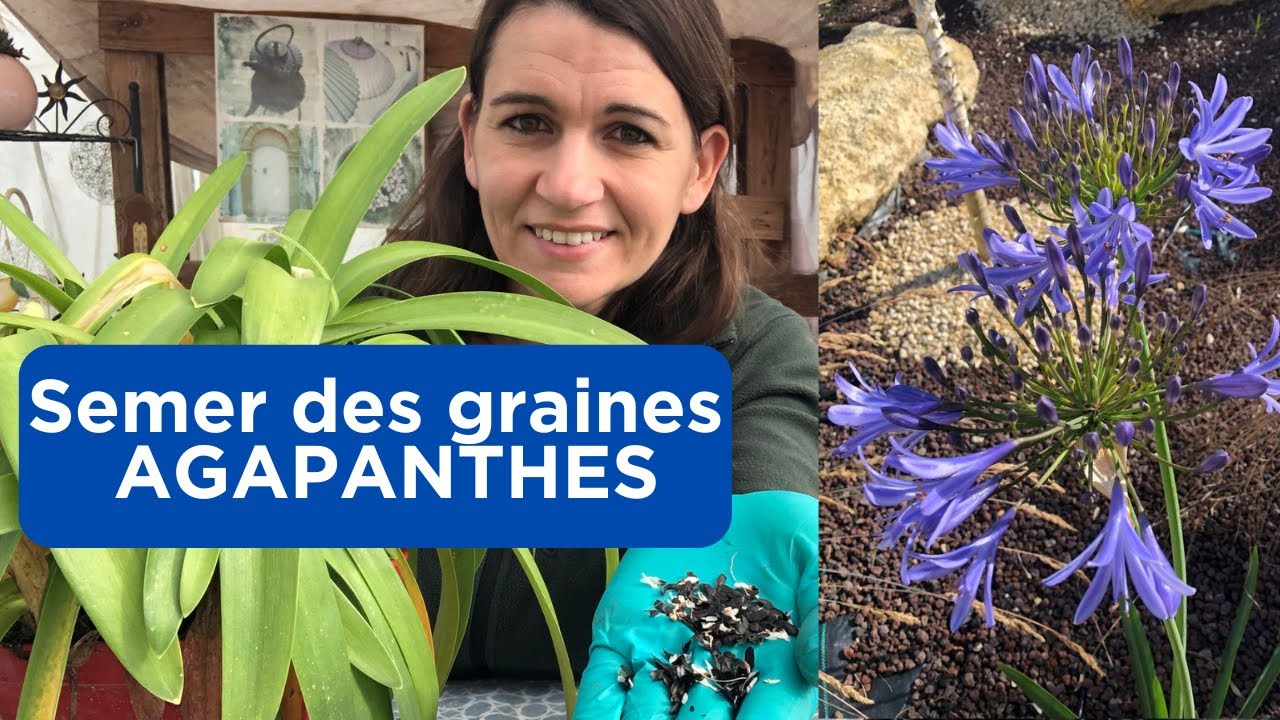 Comment semer des graines d'AGAPANTHES ? Tutoriel pour débutants