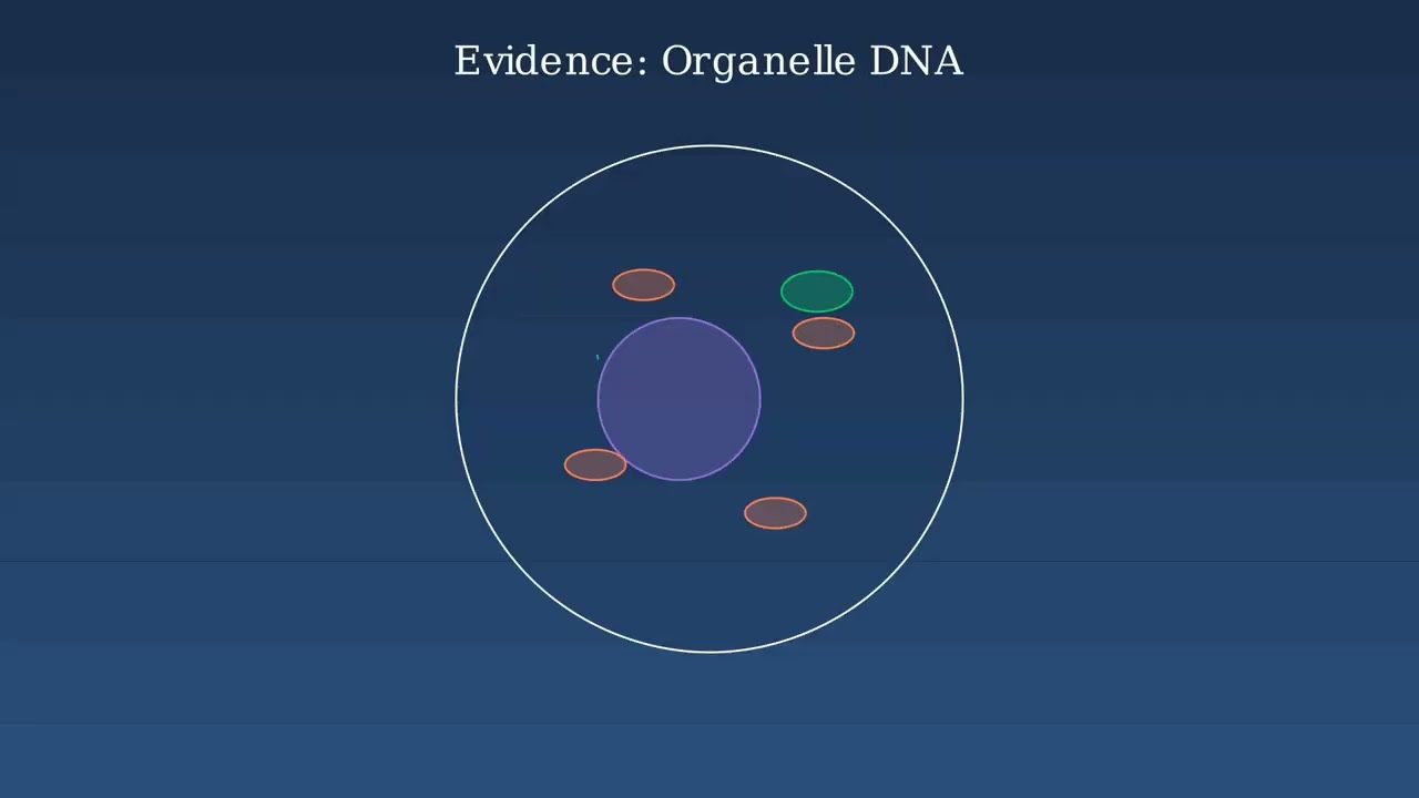 How Eukaryotic Cells Evolved Through Endosymbiosis