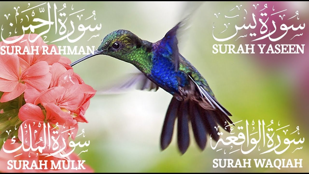 Surah Yaseen | Surah Rahman | Surah Waqiah | Surah Mulk | Quran Recitation