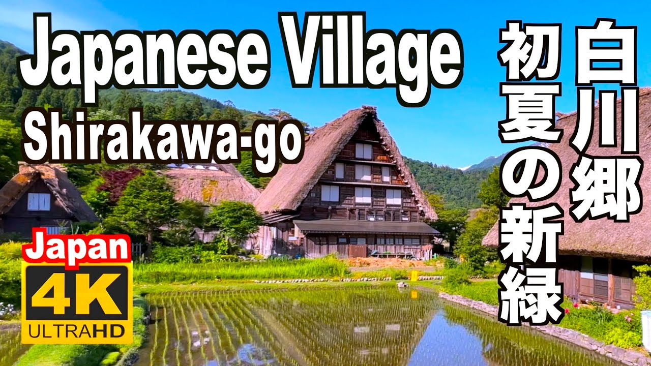 🇯🇵4K 2022 Shirakawa-go Japanese Village 白川郷の観光 白川郷新緑 旅行 Fresh green leaves 葺き屋根 合掌造り 日本の新緑の名所 水田 田植え