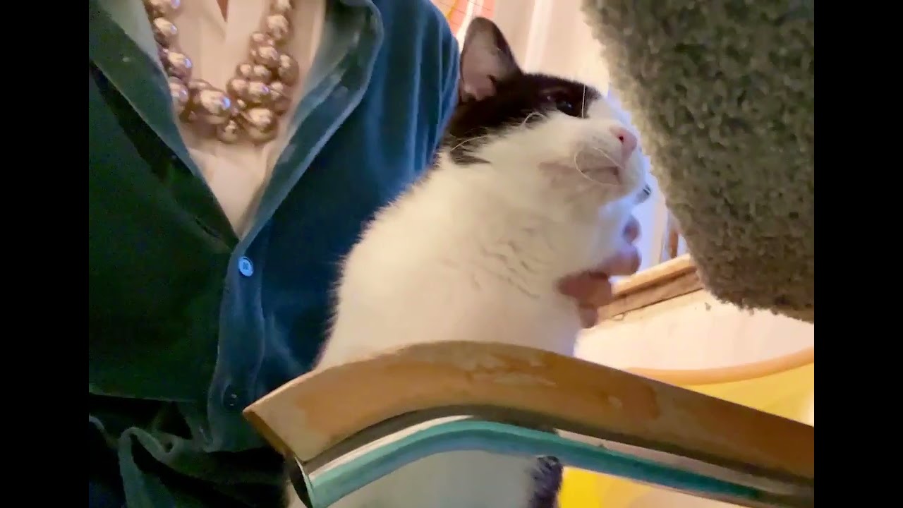Video of adoptable pet named Lenny