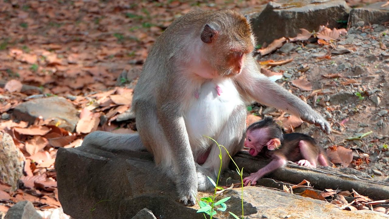 A Soft but Tense Moment as a Tiny Baby Seeks Comfort While Mother Button Protects and Withholds Milk