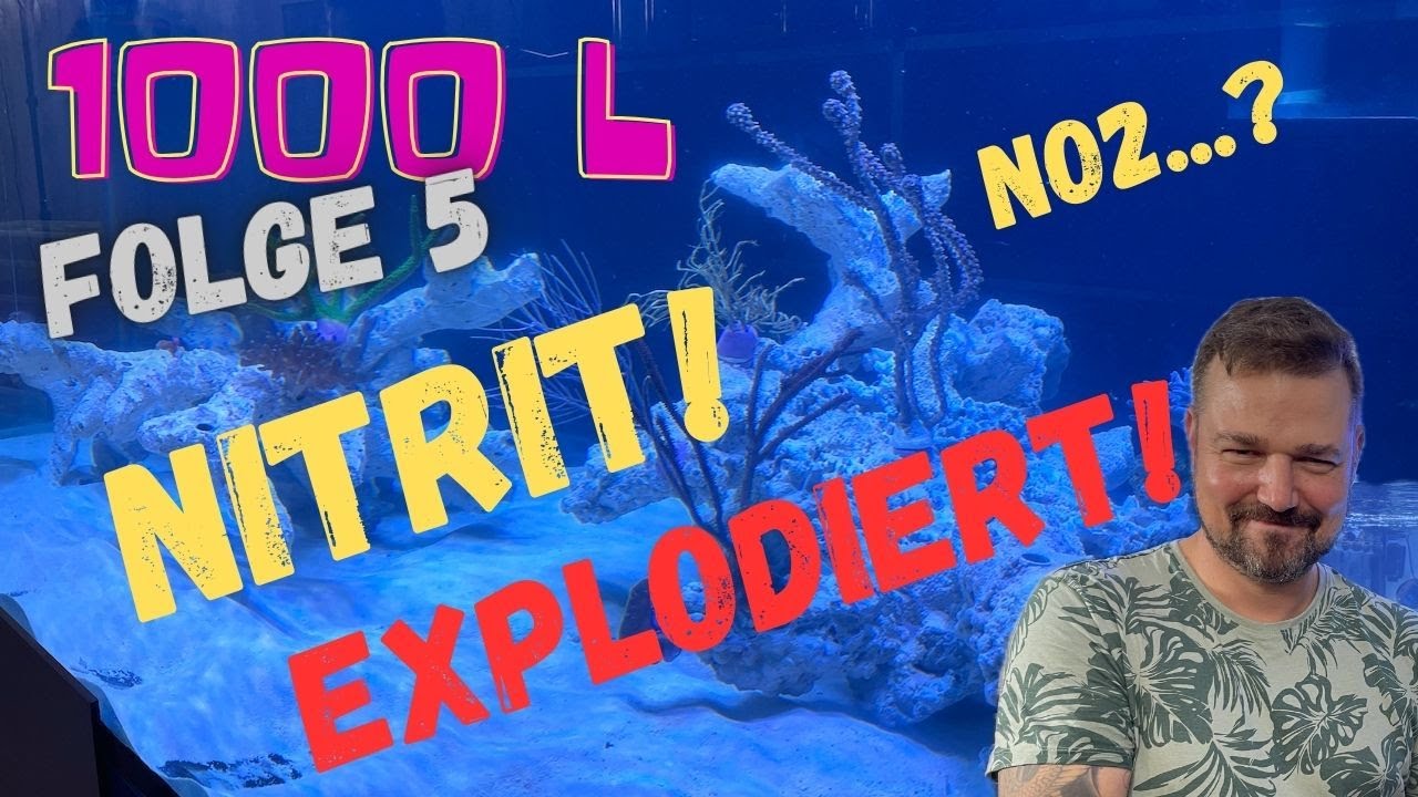 1000 L Shallow Mixed Reef Beckenstart - Folge 5: Nitrit auf Anschlag!