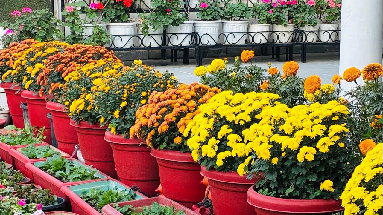 How to get thousands of followers on Chrysanthemum 