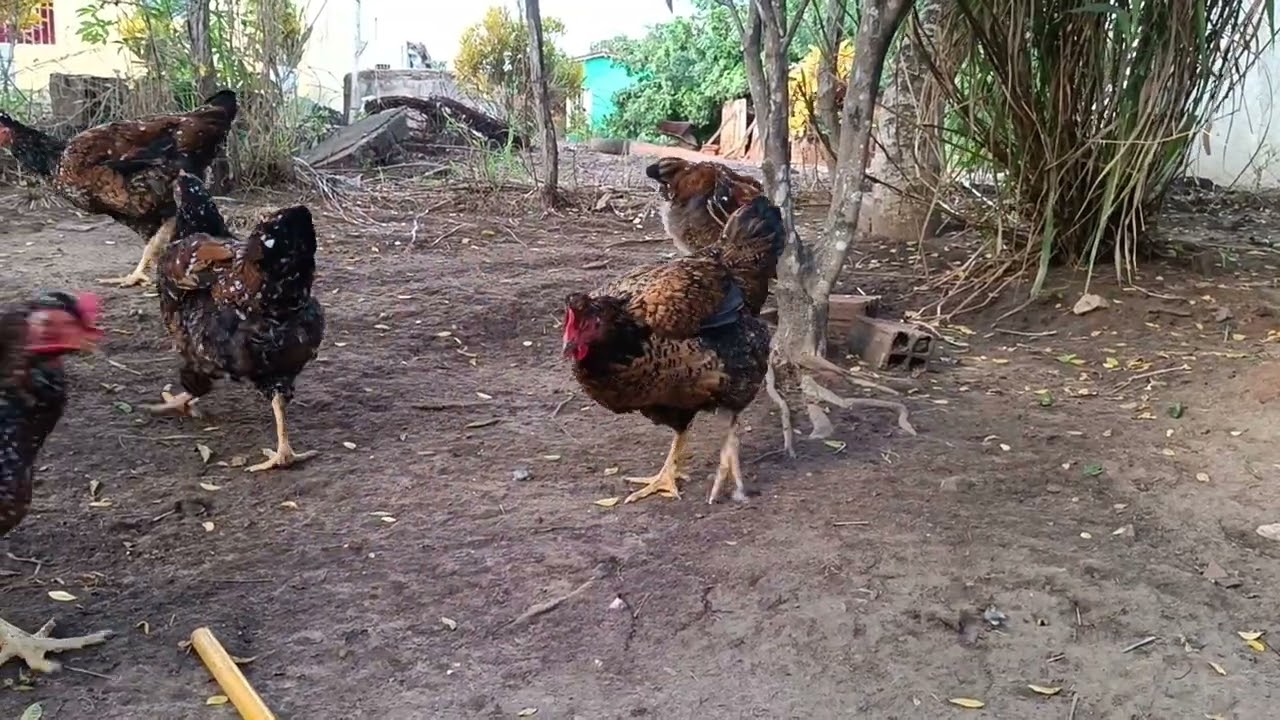 Veja como está nosso criatório de aves 🐔. Nosso whatsapp 81997425003