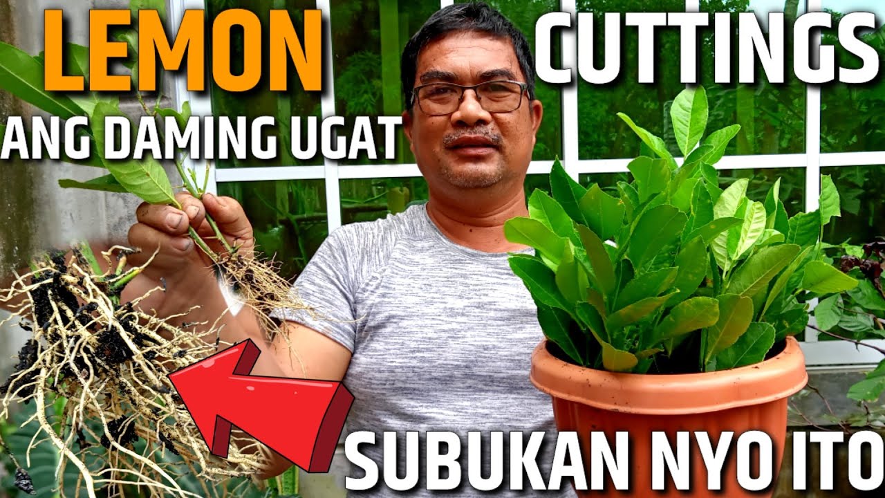 PAANO MAGPA-UGAT NG LEMON FROM CUTTINGS | PAANO PARAMIHIN ANG LEMON TREE GAMIT ANG ISANG PUNO