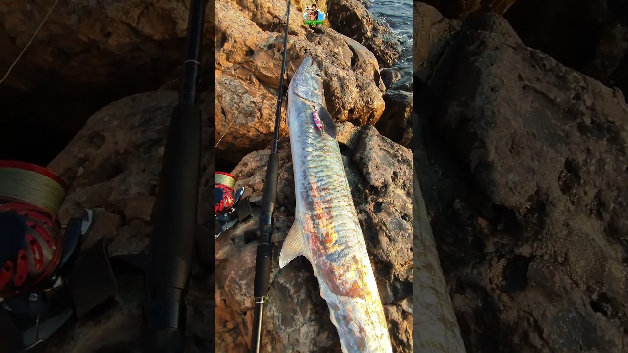KINGFISH  