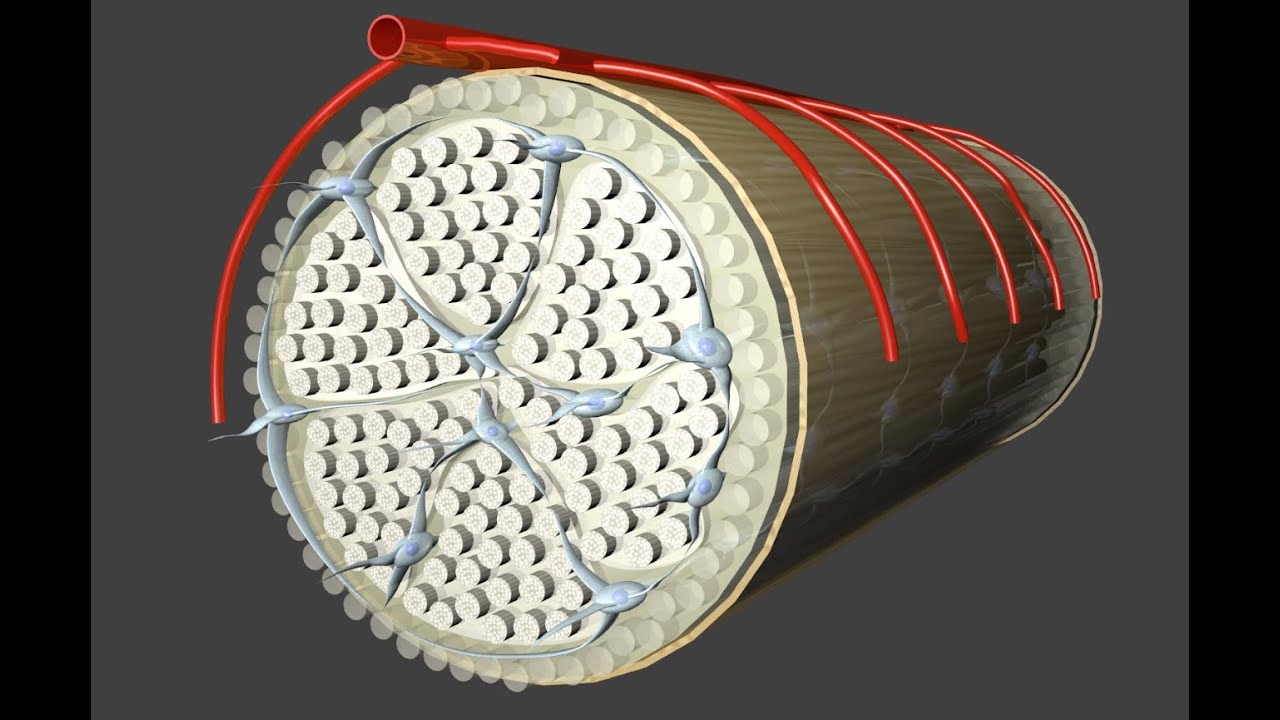 Costrutto anatomico
