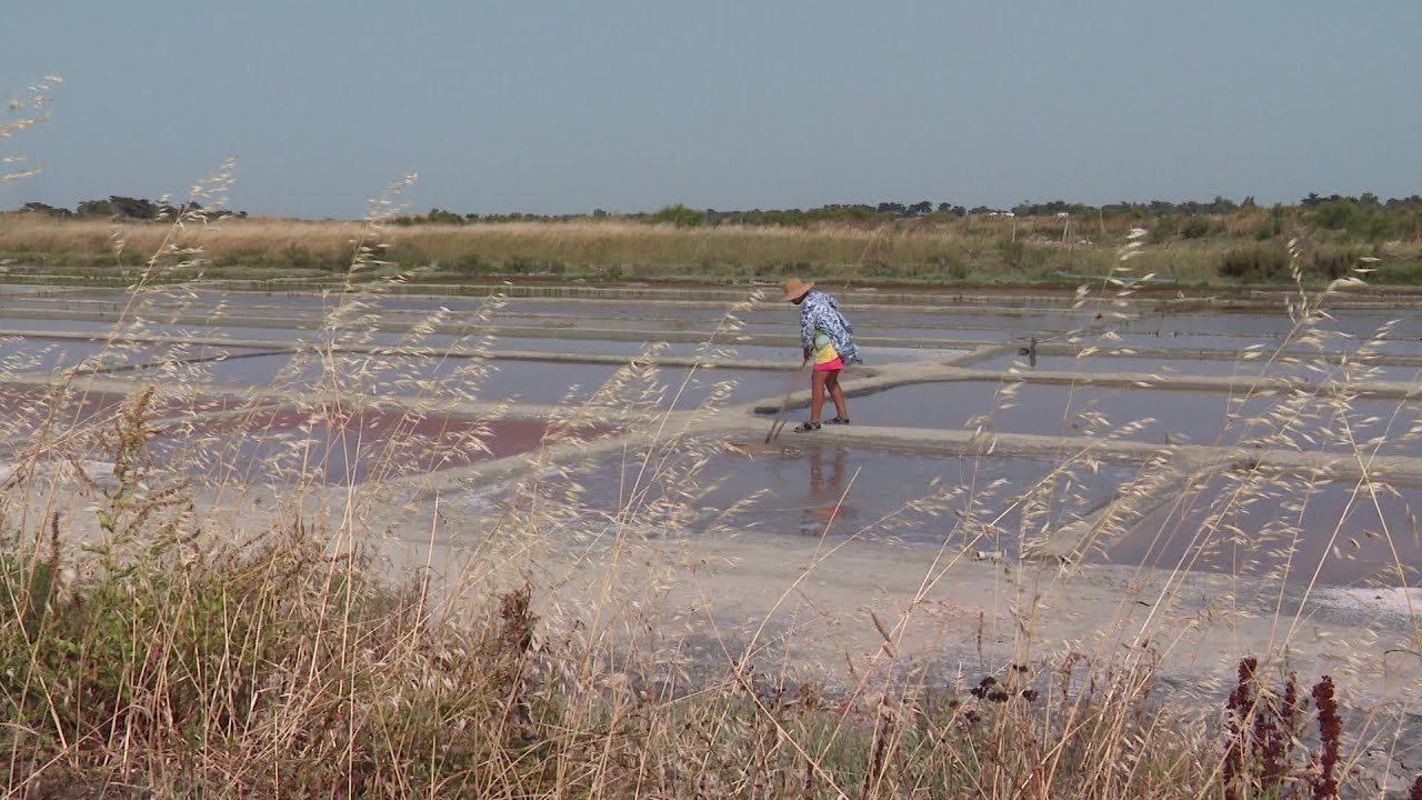 Sel : la récolte de la fleur débute en avance