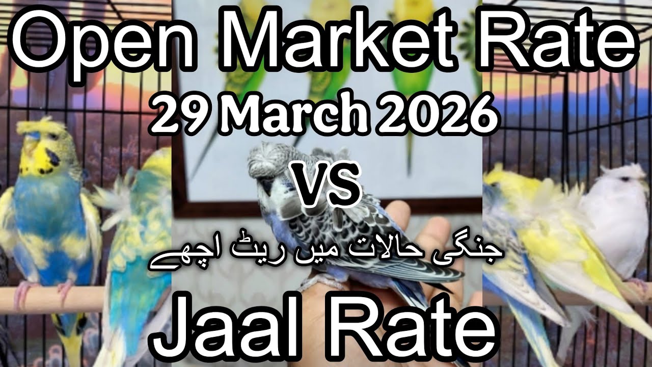 Birds price in Karachi Pakistan 29 March 2026 | Jaal rate update | Open market rate update