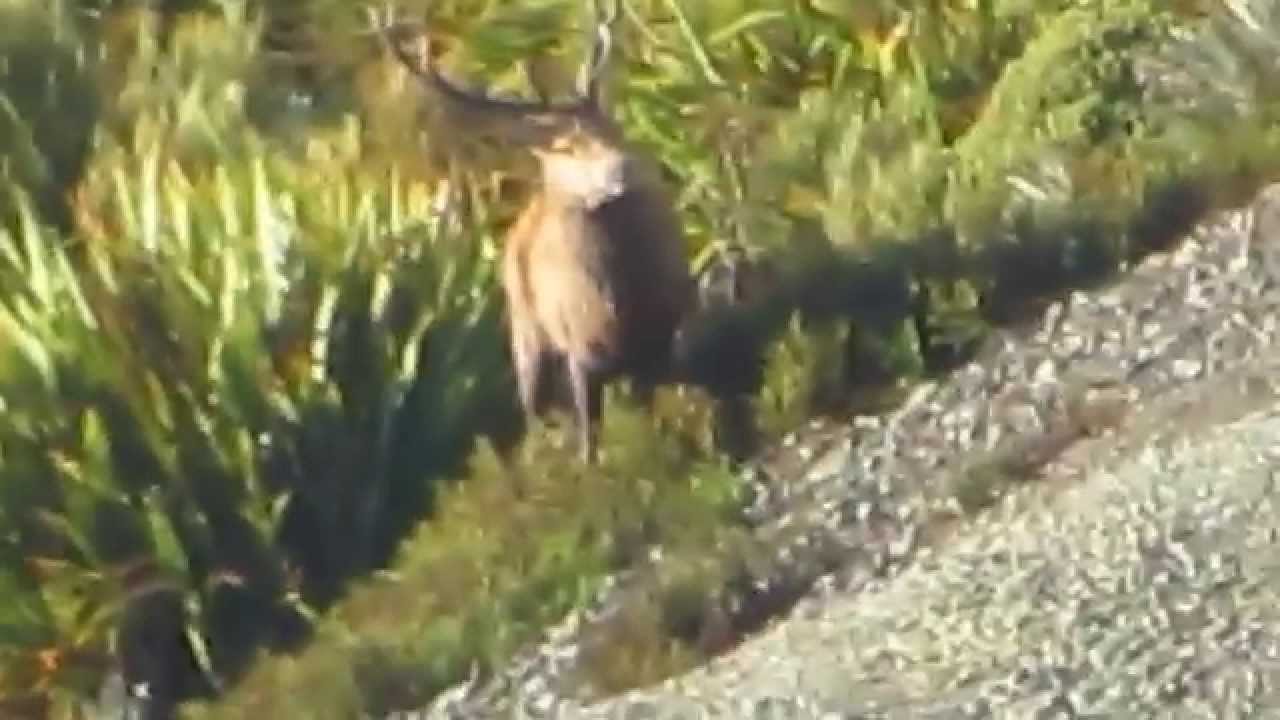 A Hunters Nightmare
