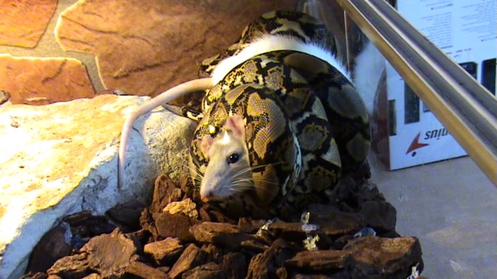 Broghammerus reticulatus feeding - vol 1