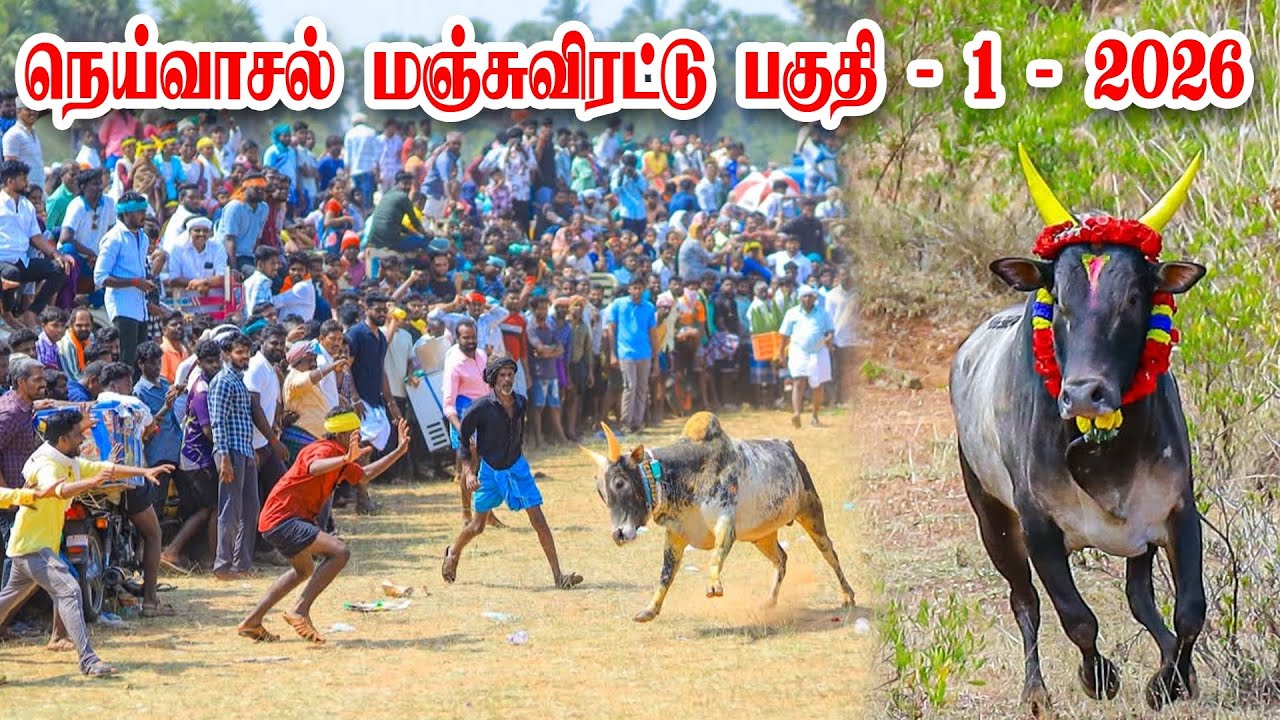 நெய்வாசல் மஞ்சுவிரட்டு பகுதி 1 2026