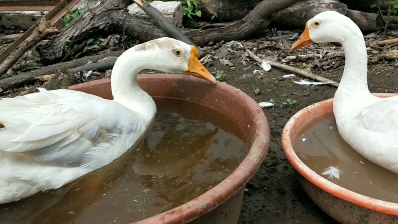 राजहंस का पालन । rajhans ka palan kaise kare । swan farming #Swan #Rajhans #flamingo