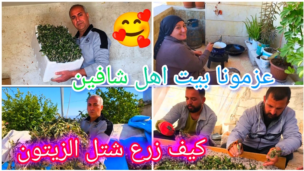 عزمونا بيت اهل شافين كيف زرع شتل الزيتون ضيعه كفر صفراء 🥰💚🫰