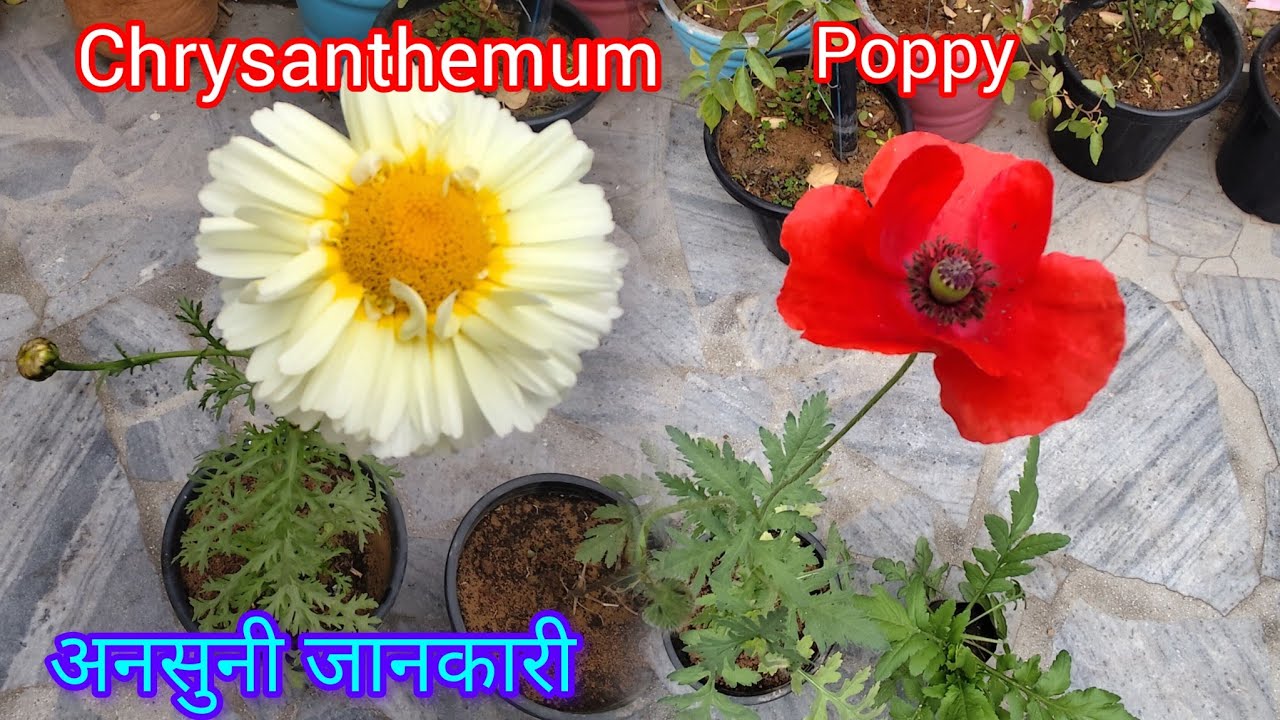 Poppy plant care | chrysanthemum plant care