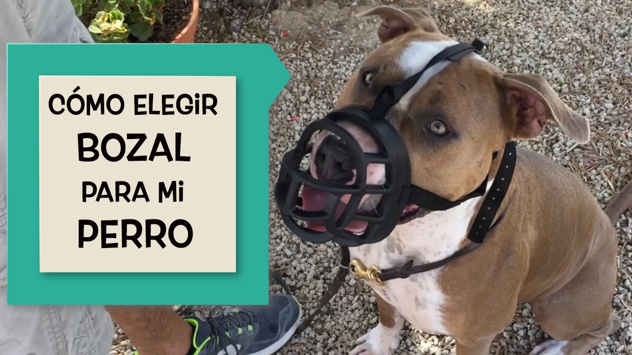 Cómo elegir el mejor bozal para mi perro. Mediterranean Natural y Ngorong Ngorong