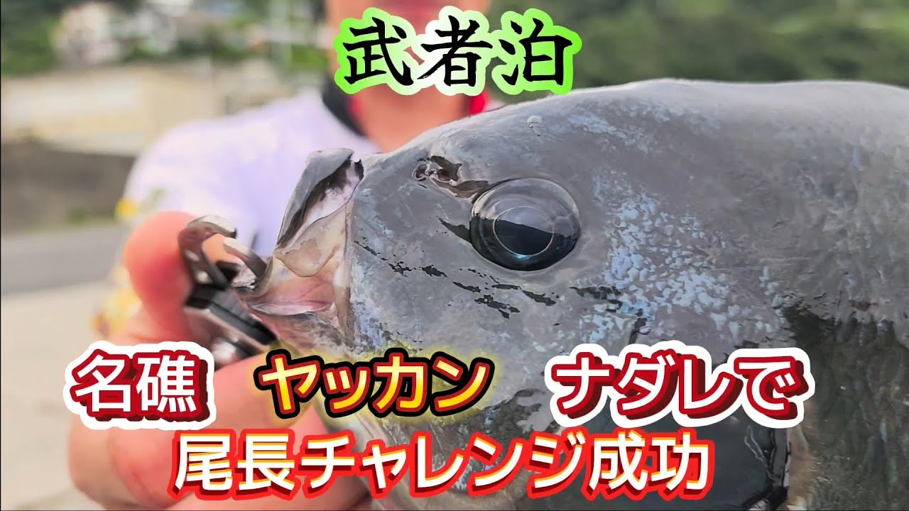 【尾長釣り】スーパーステージ　武者泊のヤッカンでやっと出た～❗