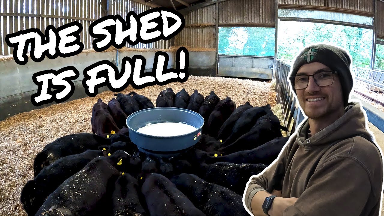 120 CALVES ON MILK! THE FULL FEEDING ROUTINE!