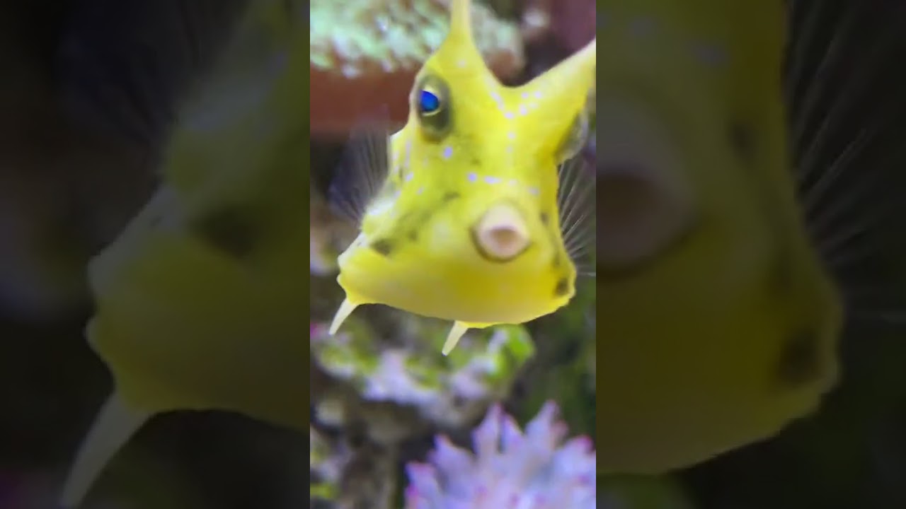 He&rsquo;s a jealous bby #picklesthecowfish #peabodytheboxfish #boxfish #cowfish