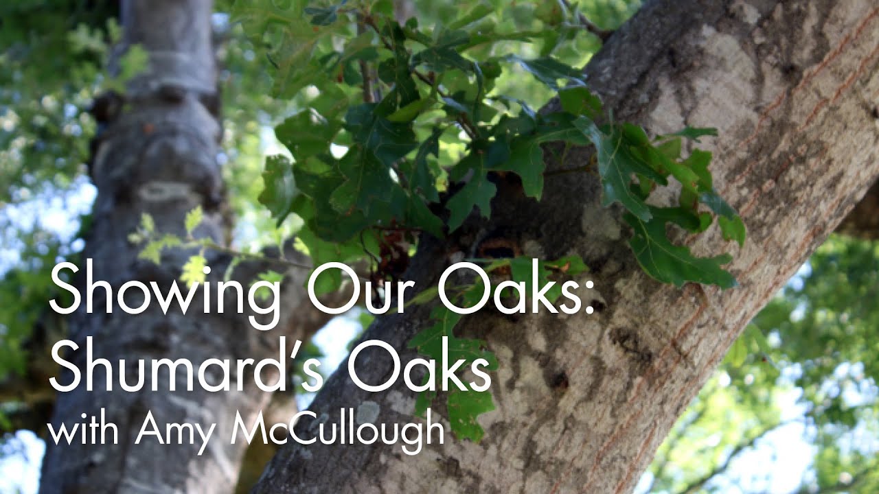 Showing Our Oaks: Shumard's Oaks