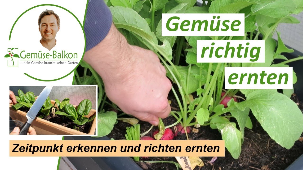 Balkon-Gemüse richtig ernten ✂️ und den passenden Zeitpunkt erkennen