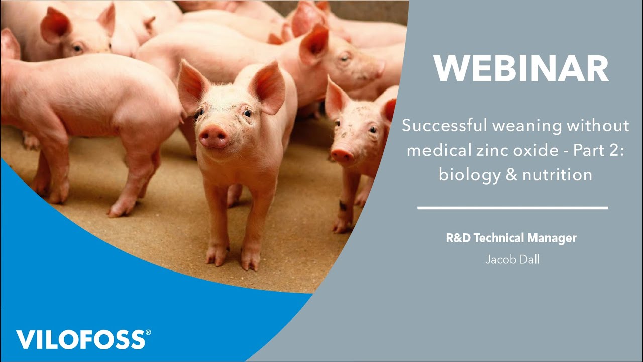 WEBINAR: Successful weaning without medical zinc oxide - Part 2: biology & nutrition