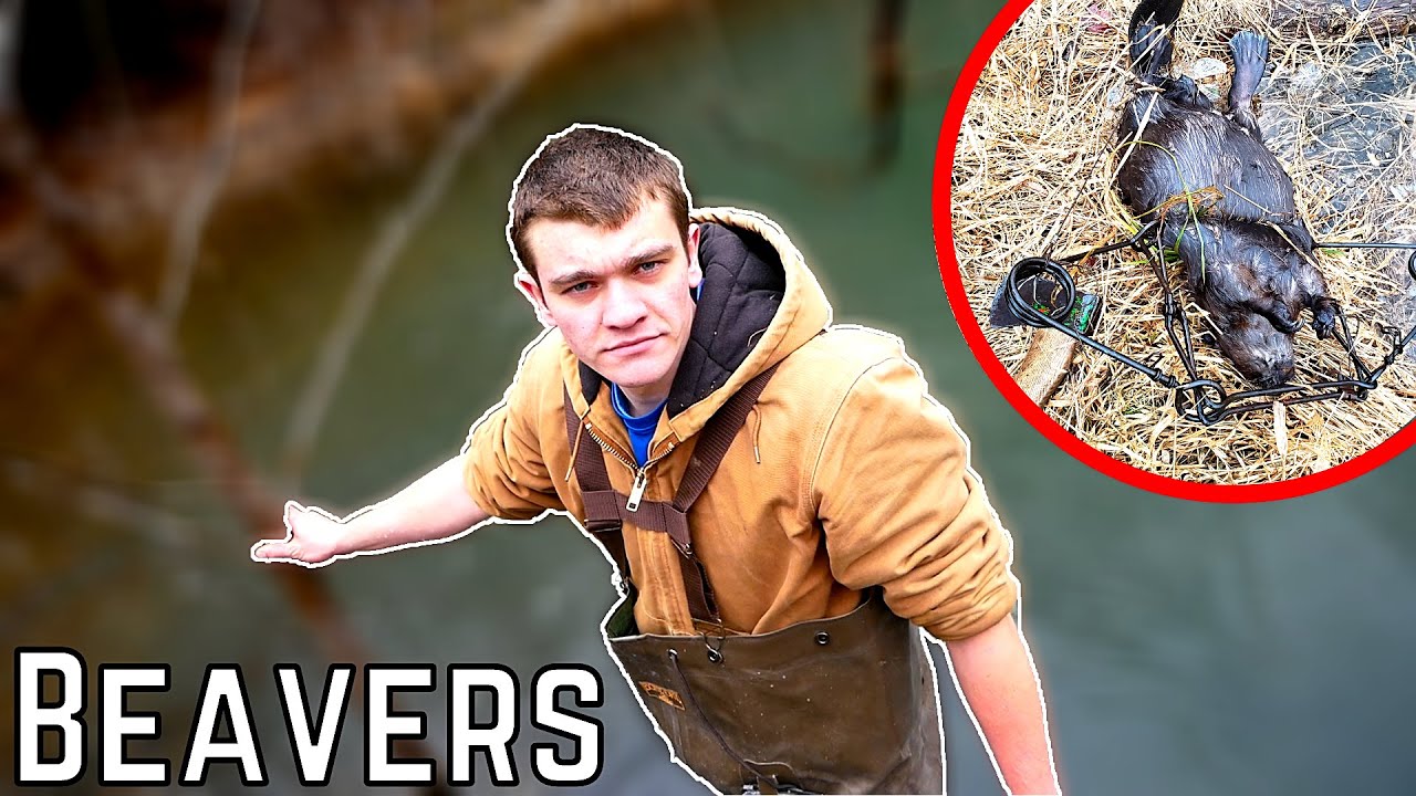 The War is Finally Over... (BEAVER TRAPPING) - Kendall Gray