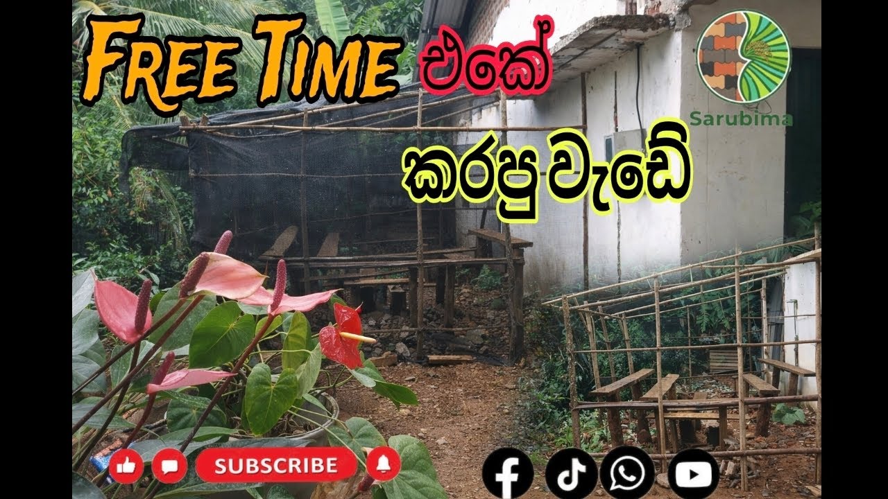 Free Time එකේ කරපු දේ  බලන්න🌼🌹