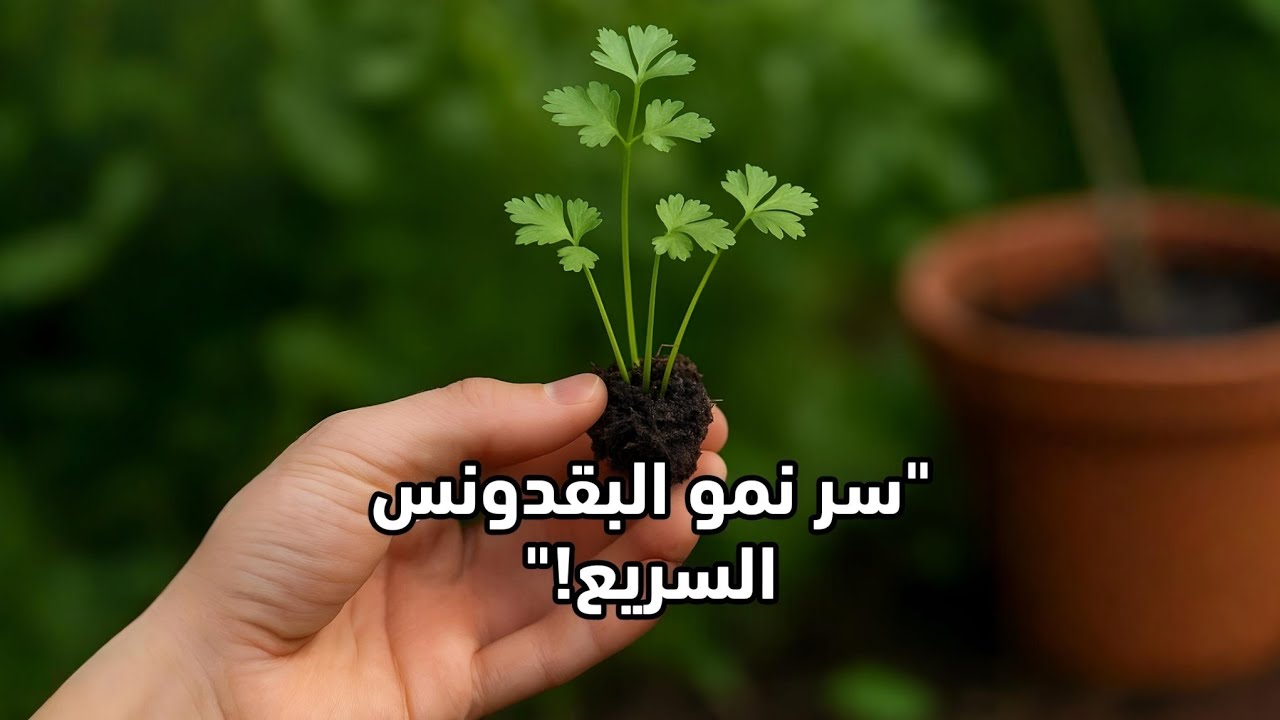 سر نجاح زراعة البقدونس (المعدنوس)&hellip; خطوة واحدة تغيّر كل شيء! 🌿✨
