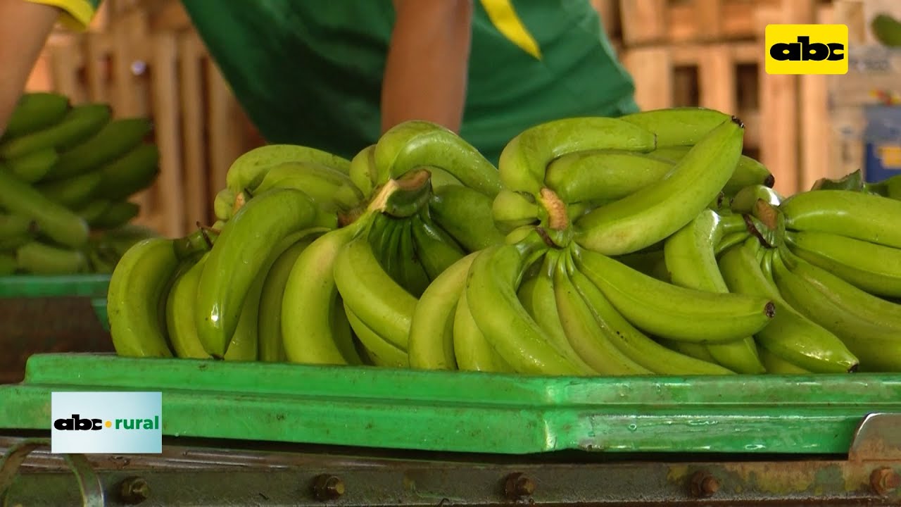 Producción de banana en Tembiaporâ en forma orgánica