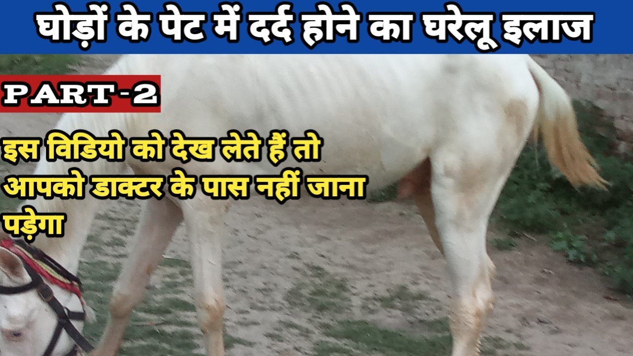 घोड़ों के पेट में दर्द का इलाज/horse pain in stomach treatment/part-2