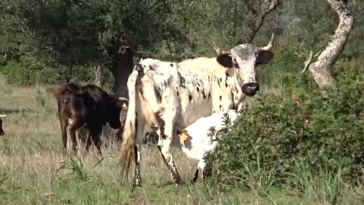 Becerro bravo con su madre - Bull Watch C&aacute;diz