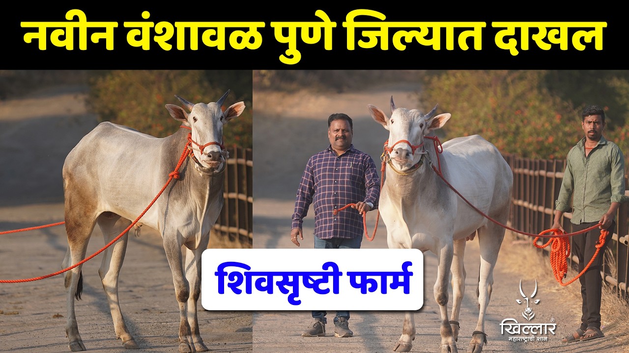 चांगल्या पैदाशीसाठी पुणे जिल्ह्यात नवीन २ जातिवंत वळू । शिवसृष्टी फार्म | Khillar 2026