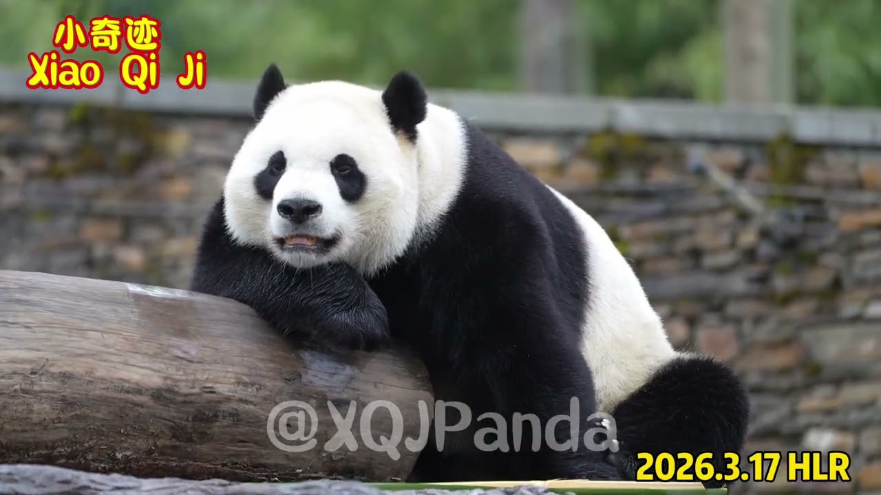 Xiao Qi Ji😘🌹2026.3.18 HLR🌹