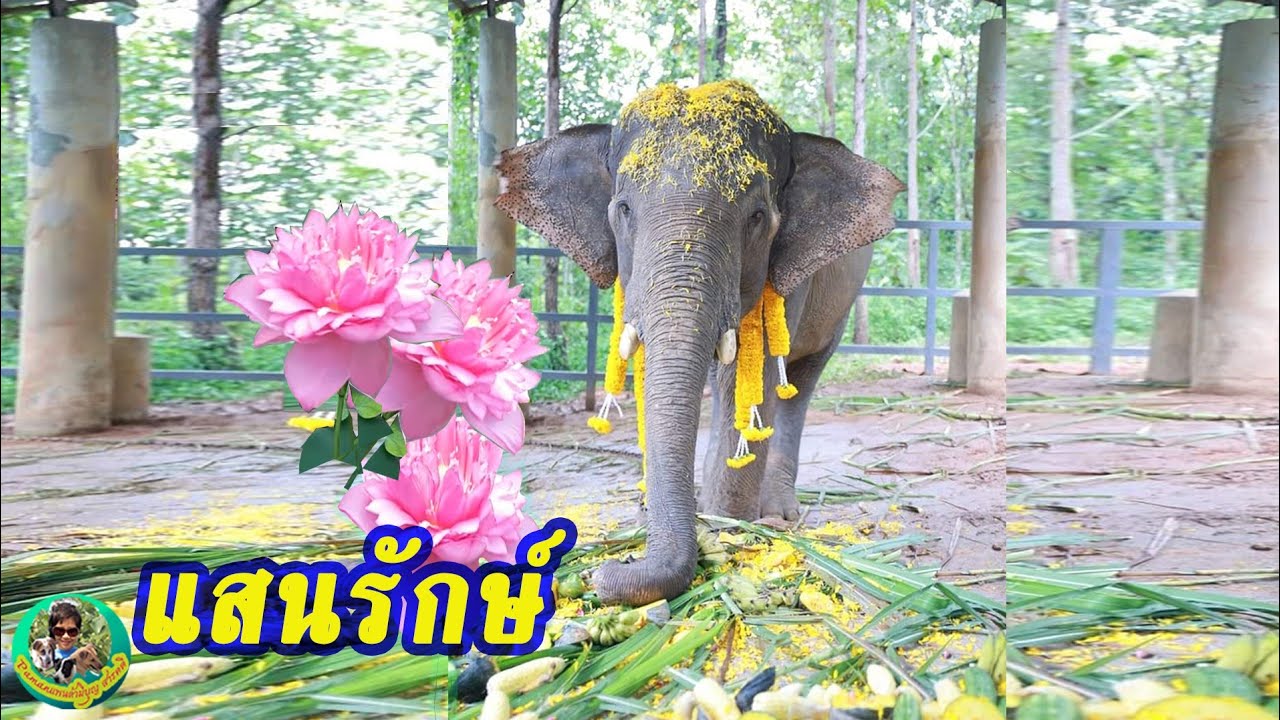 เรื่องเล่าพลายแสนรักษ์ [1] แสงสว่างแห่งความเมตตา
