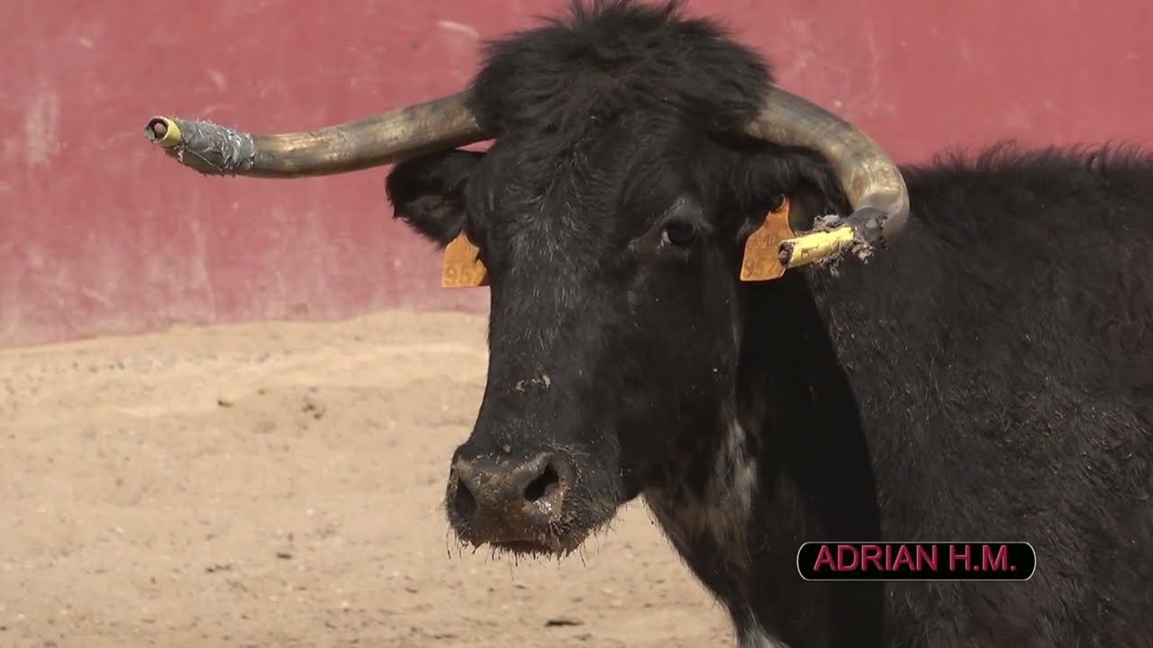 Capea en La Espuela con 3 vacas de Cayetano Muñoz y 1 de Toscano