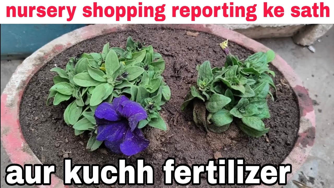 Nursery shopping reporting ke sath aur kuchh fertilizer
