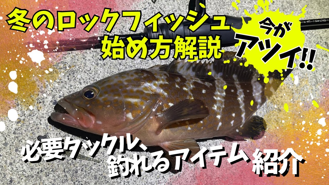 冬のロックフィッシュゲーム！！良型アコウを釣るなら今が1番アツいです！！始め方、タックル、セッティング、狙い方など詳しく解説します！