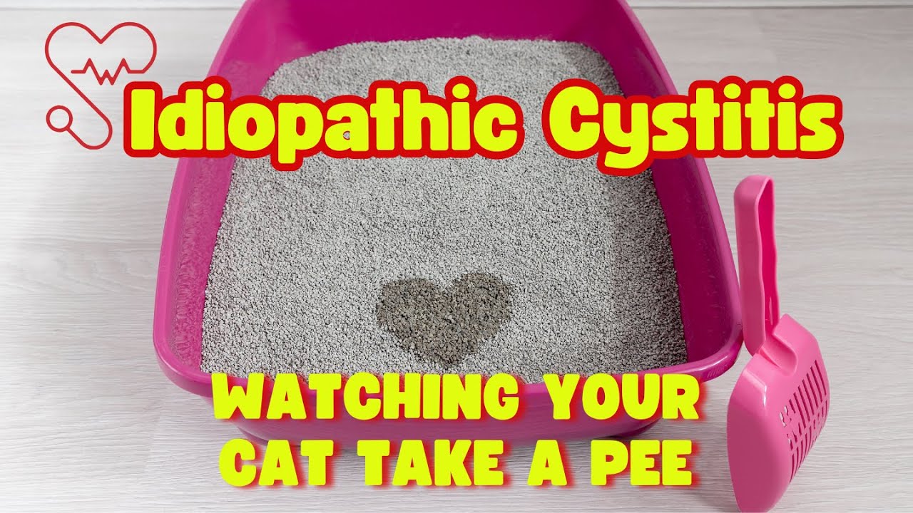 🐈 Why You Should Watch Your Cat Pee - Feline Idiopathic Cystitis [Urinary Issues]
