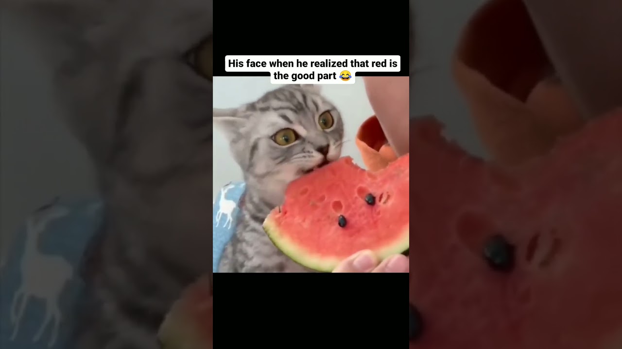 The Cat's Reaction 😅