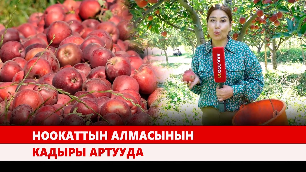 Ноокаттын алмасынын кадыры артууда