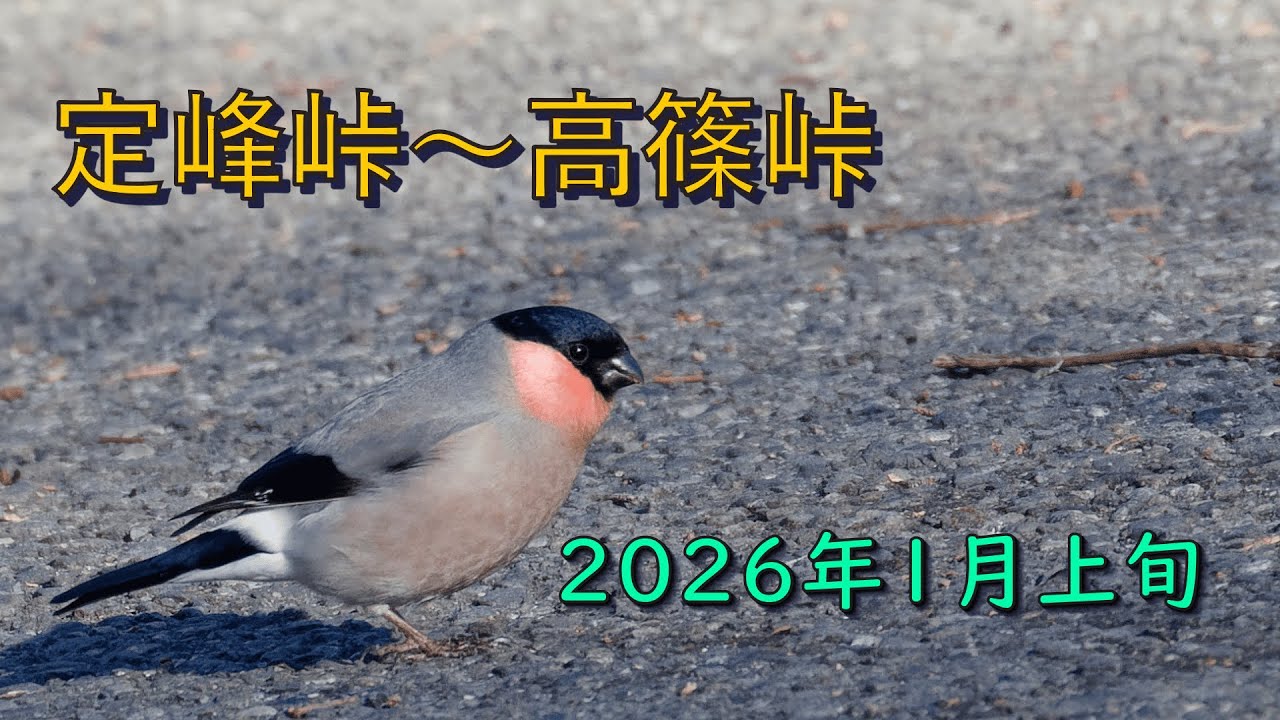 『定峰峠～白石峠～高峰峠―２０２６年１月上旬』ウソ、ルリビタキ　他