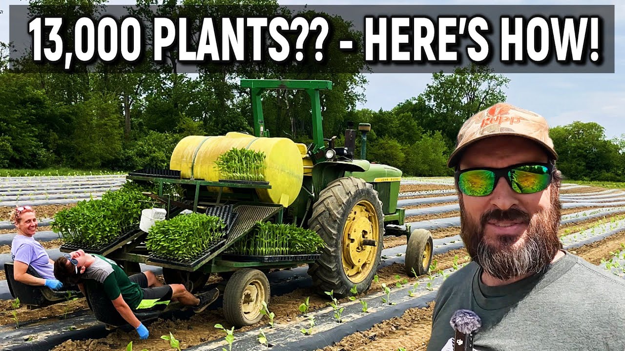 13,000 Vegetable Transplants?? Here’s How!